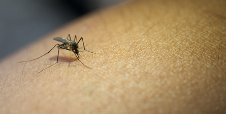 Japanese encephalitis