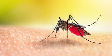 Malaria